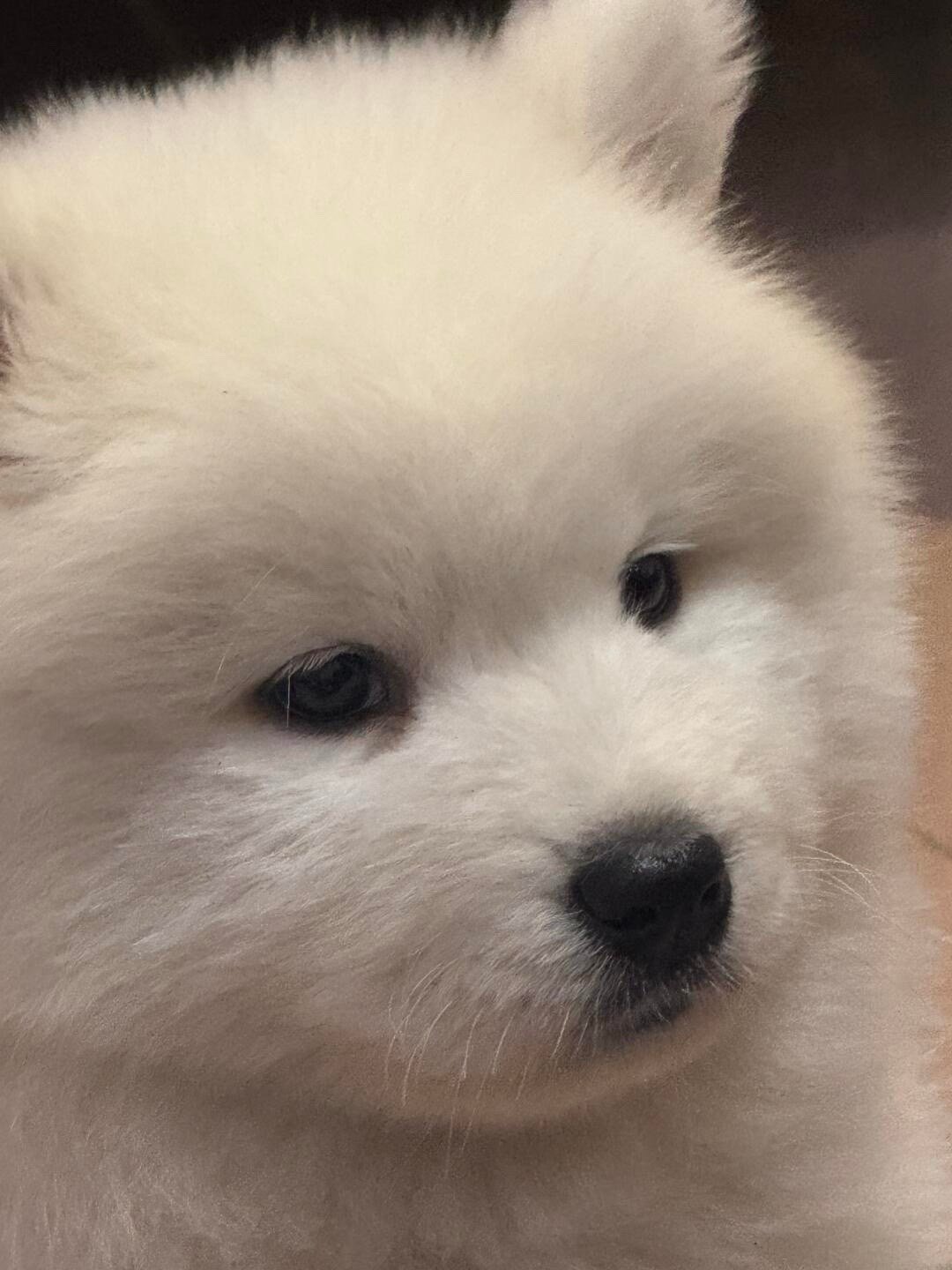 萨摩耶：非要我哭你才肯抱我吗​​​