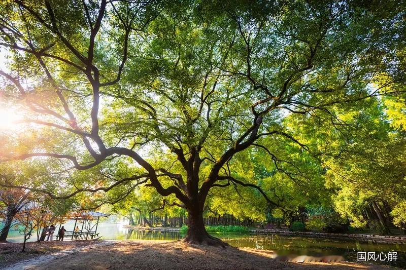 庄子想讲什么,什么是有用?庄子的思想里，“有用”的定义和咱们常规认知不太一样。