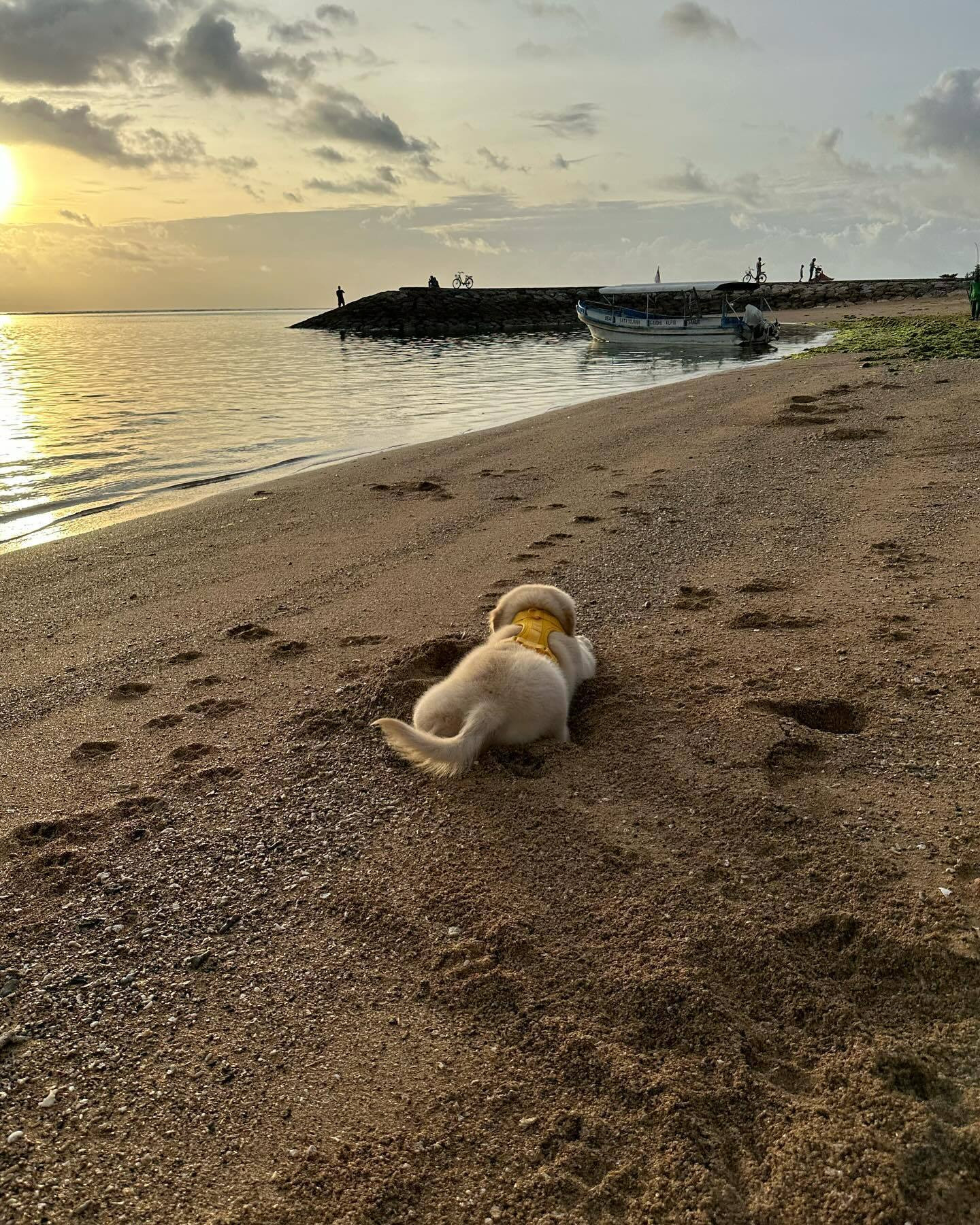 耶耶，我在沙滩上摁满了小爪印，一个海浪把它们都带走了，海对面的你应该能收到的吧