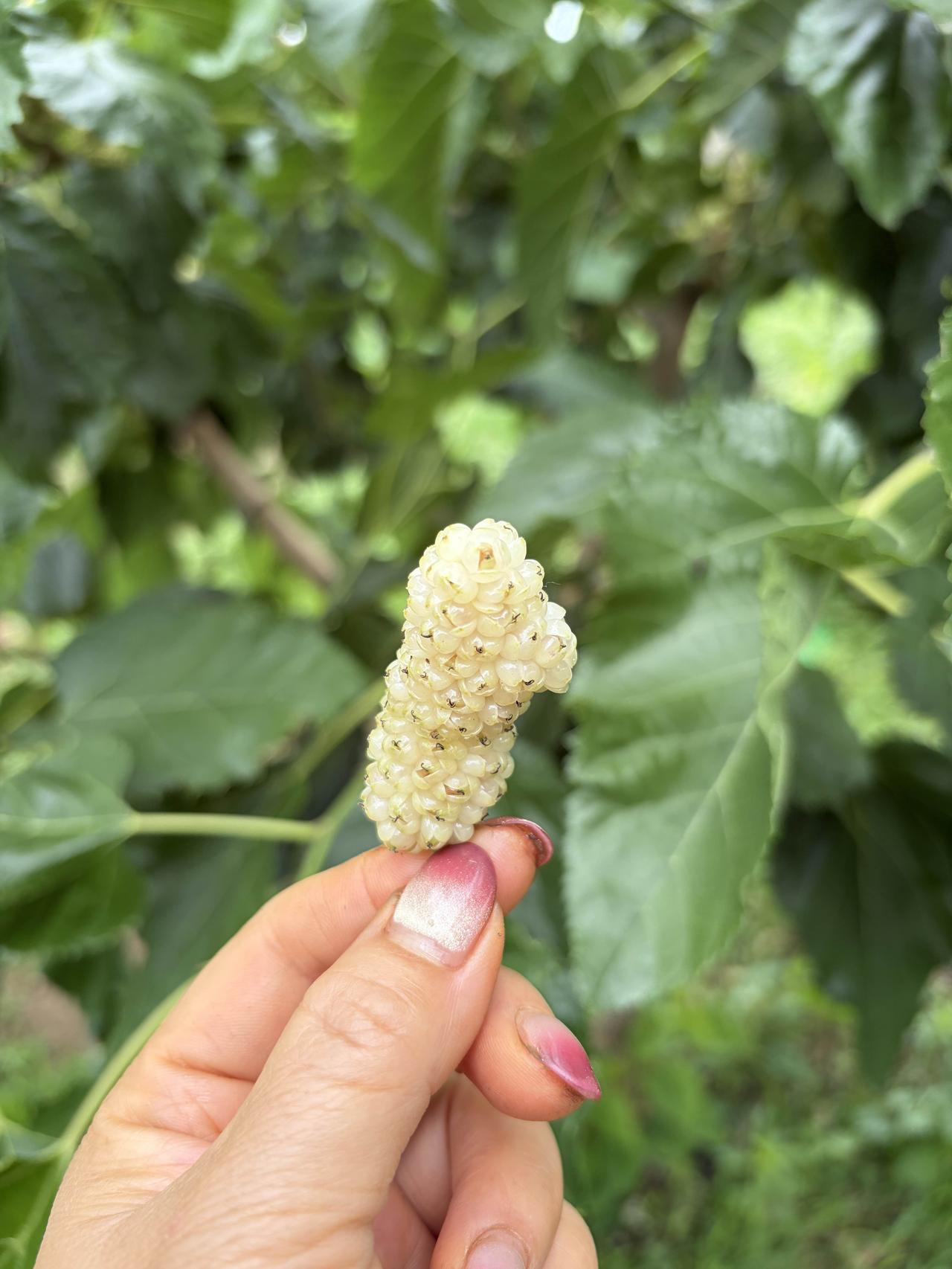 边劳动，边收获。种地这事，收获的不仅有香甜的果实，还有宝贵的经验。
