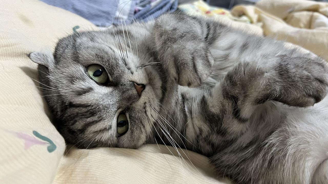 能晒一下你家猫咪慵懒的样子吗