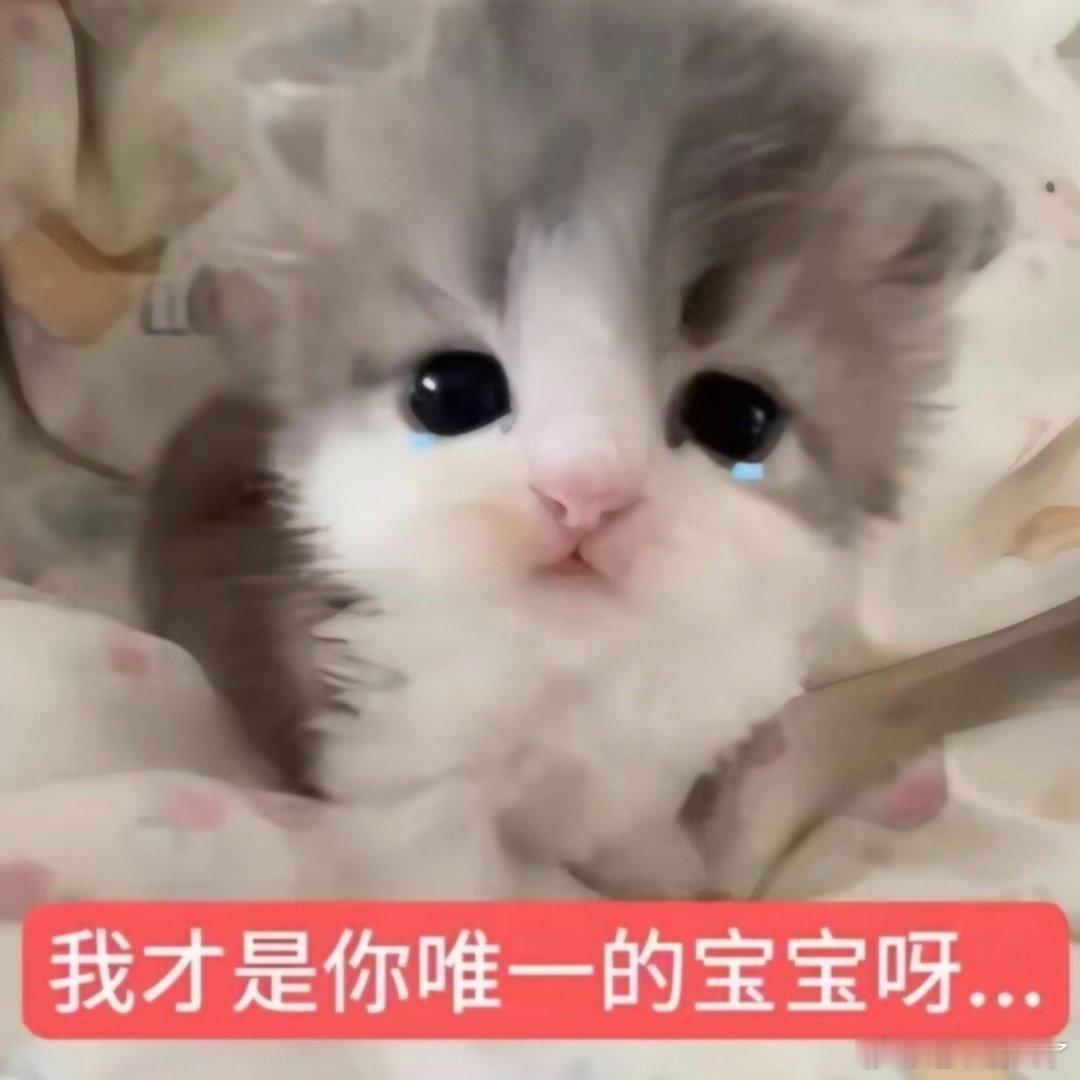 猫咪表情包。​​​
