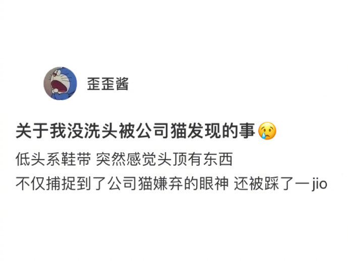 没洗头被公司的猫发现了