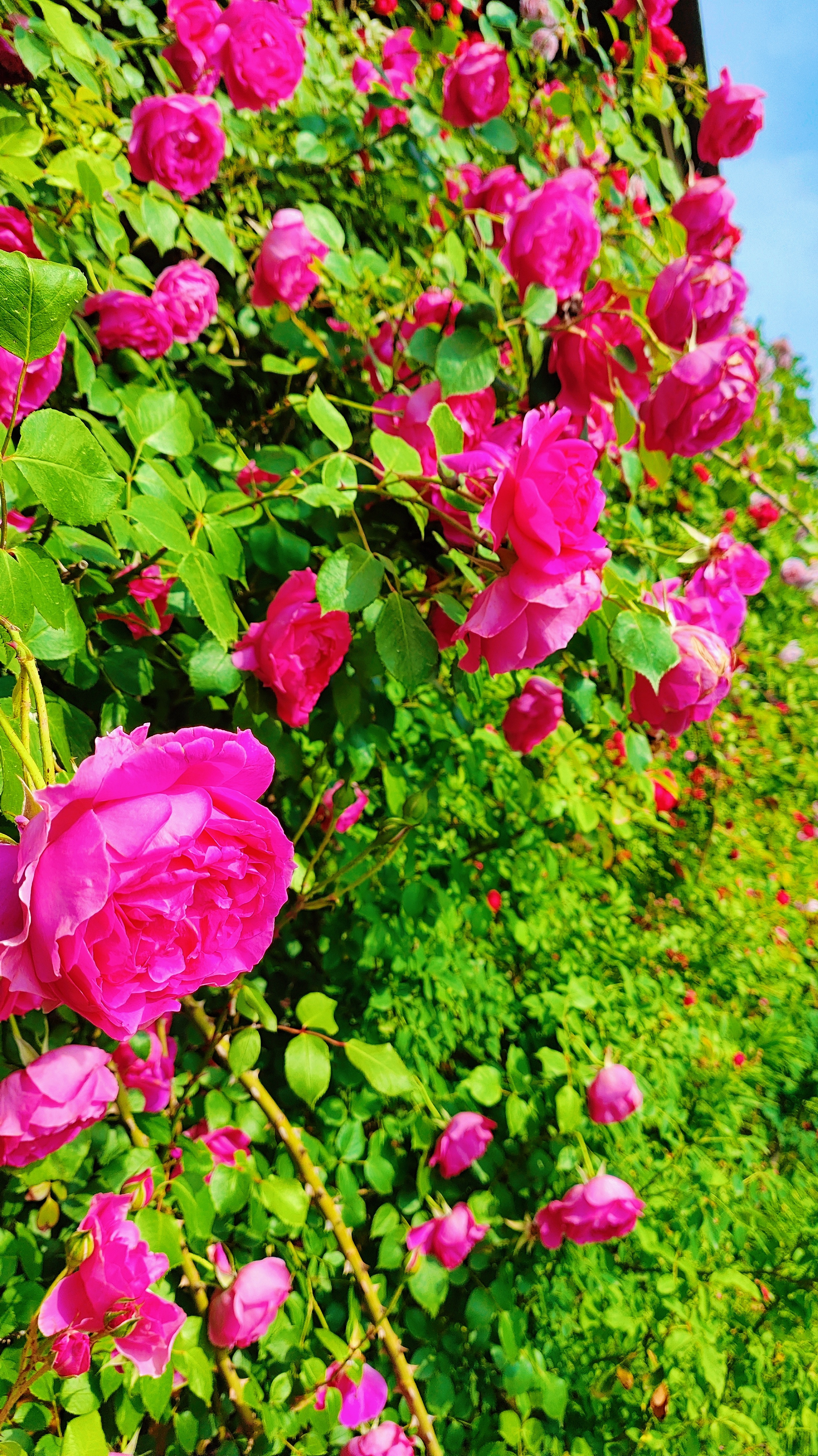 桃花蔷薇花开，满架芬芳，如少女的笑靥般明媚动人。​​​