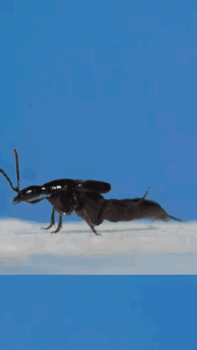 长知识系列，可能很多人都不知道这个是什么生物。