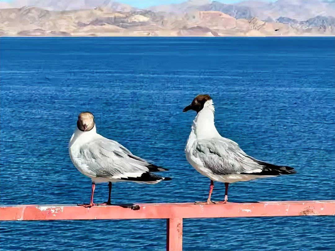 真正的强者择偶，只看这一个标准，99%的人都忽视了“他有钱有颜”...