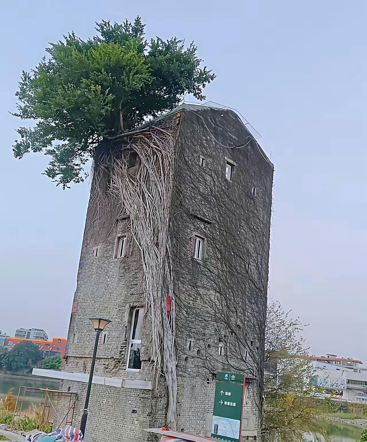 炮楼顶上长大树，一年时间废墟直接改造成咖啡馆城市变迁旧楼改造