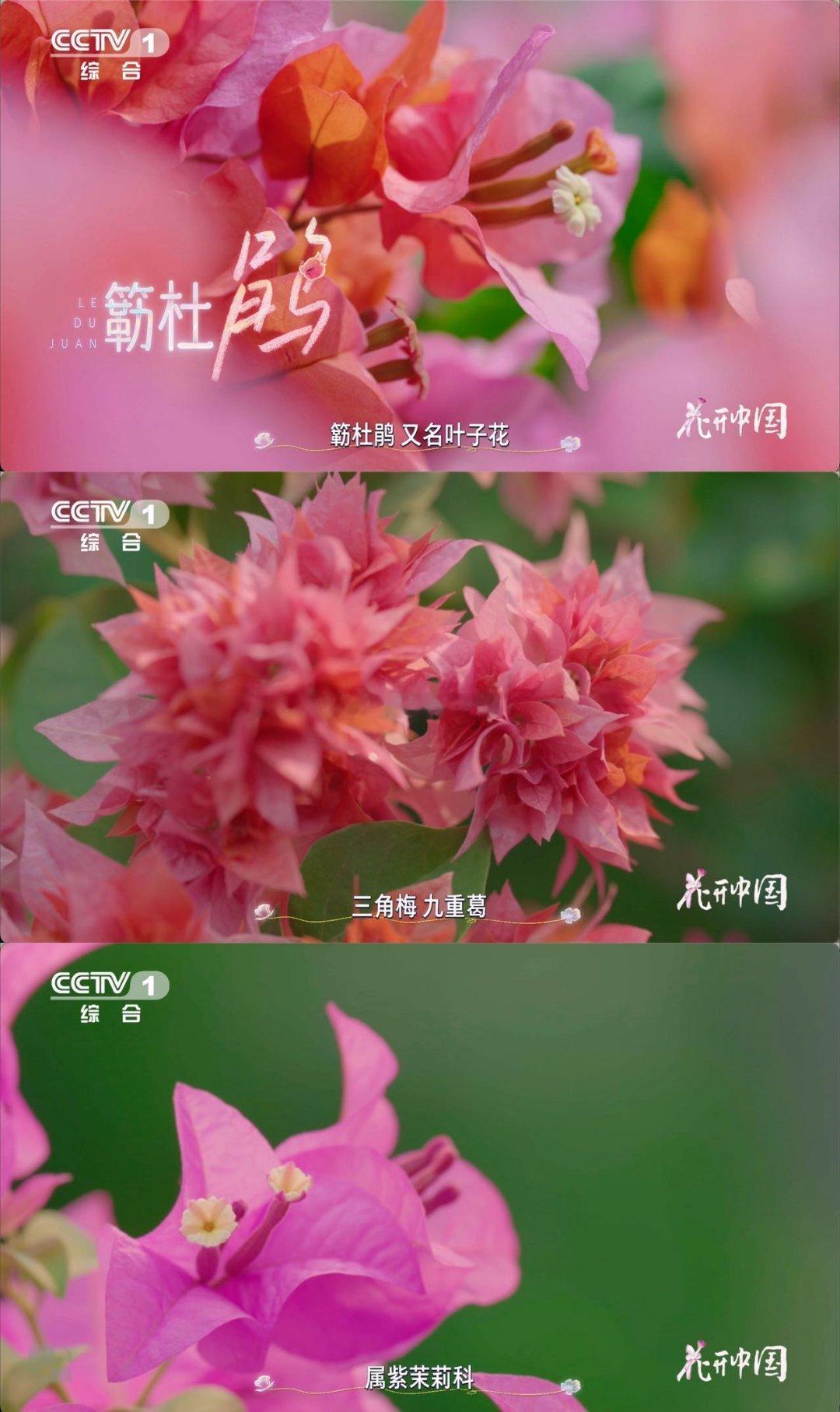 以为是花其实是五颜六色的叶子从刺里开出的花今天才摸清三角梅的小门道！看着是繁花