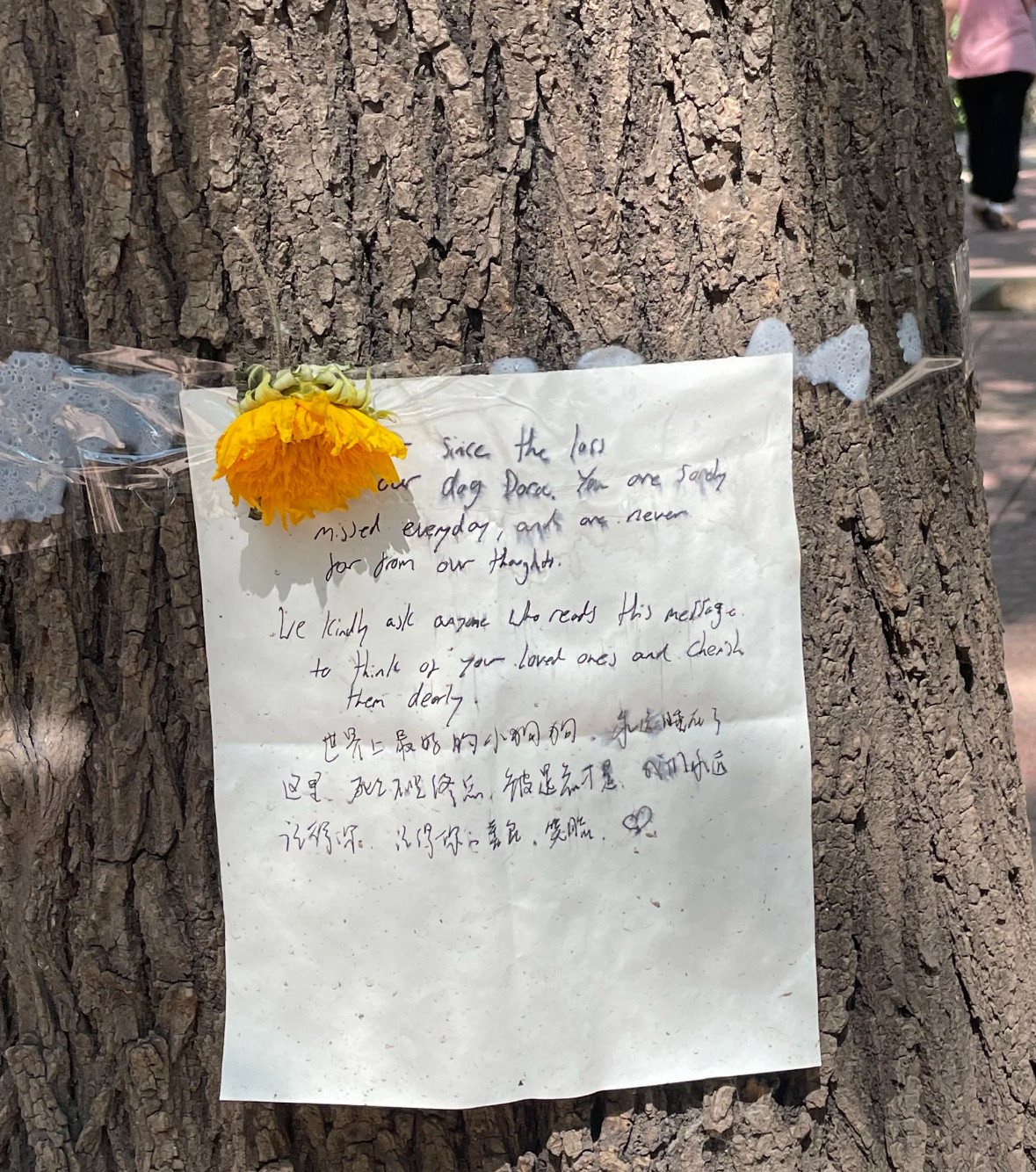 遛狗时看见小狗主人留的讣告[扁嘴]​​​