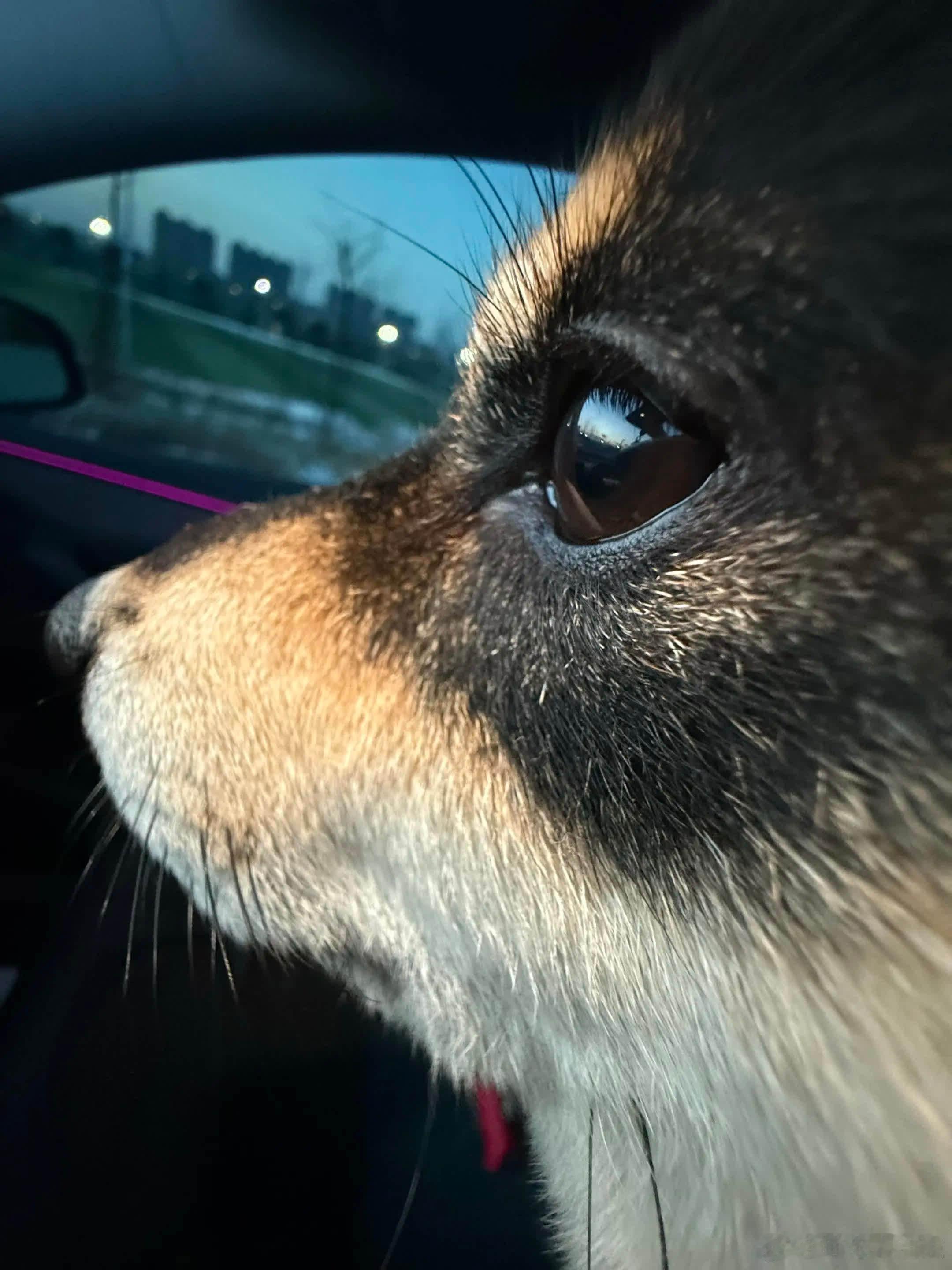 看了图1，哪有狗长这样看了图2图3，不是，真长这样啊萌宠宠物