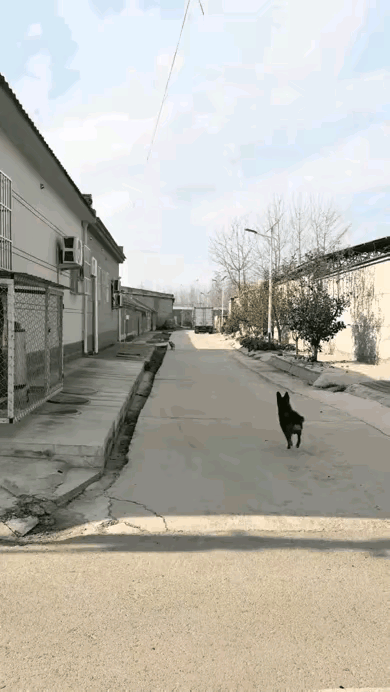 没看懂。同伴来了是高兴就地打滚，还是惧怕同伴就地折服？养狗的朋友給解读一下。