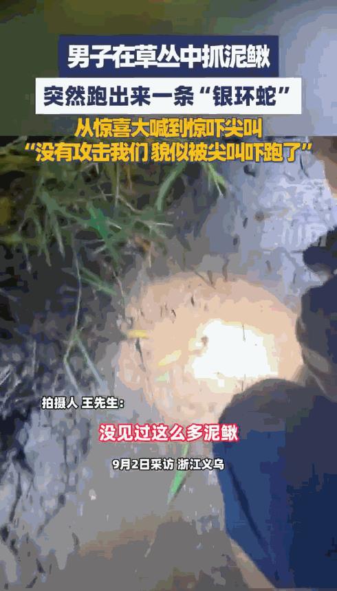 “这就是命啊！”近日，浙江义乌，一男子晚上在河边抓泥鳅，意外发现了一大窝泥鳅，于
