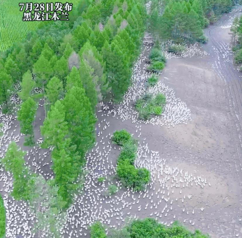 “太会赚钱了！”黑龙江，男子嫌弃打工挣钱少，于是他承包了一片林地，花钱买了大约1