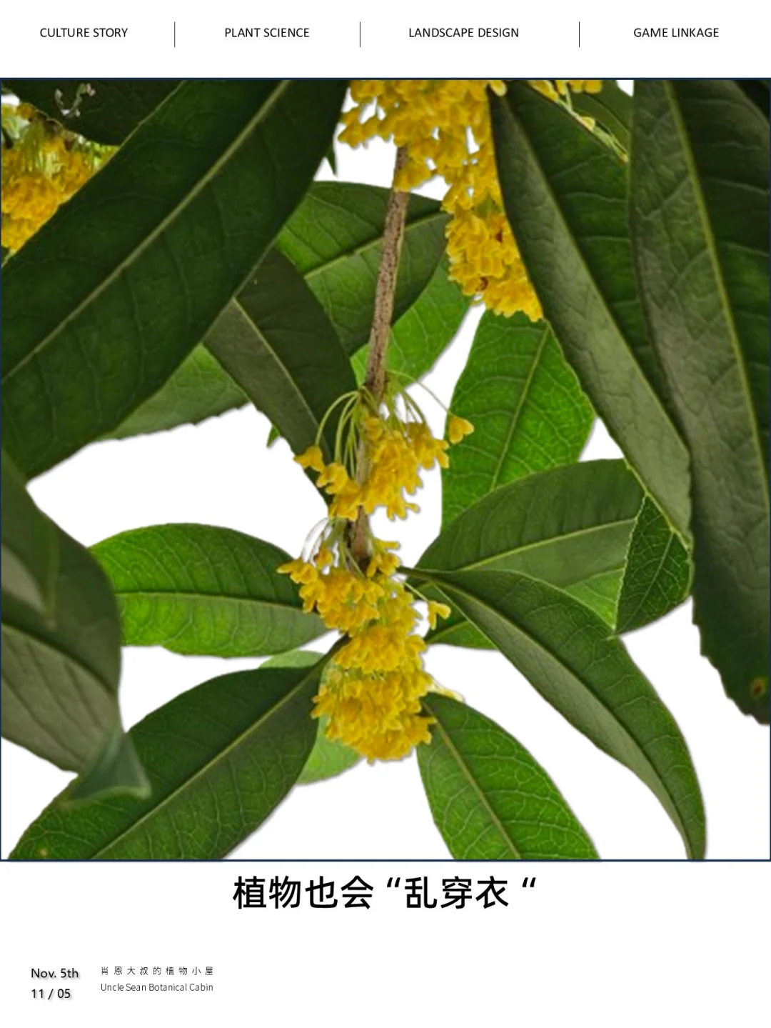 植物也会“乱穿衣”，今年桂花和樱花糊涂了