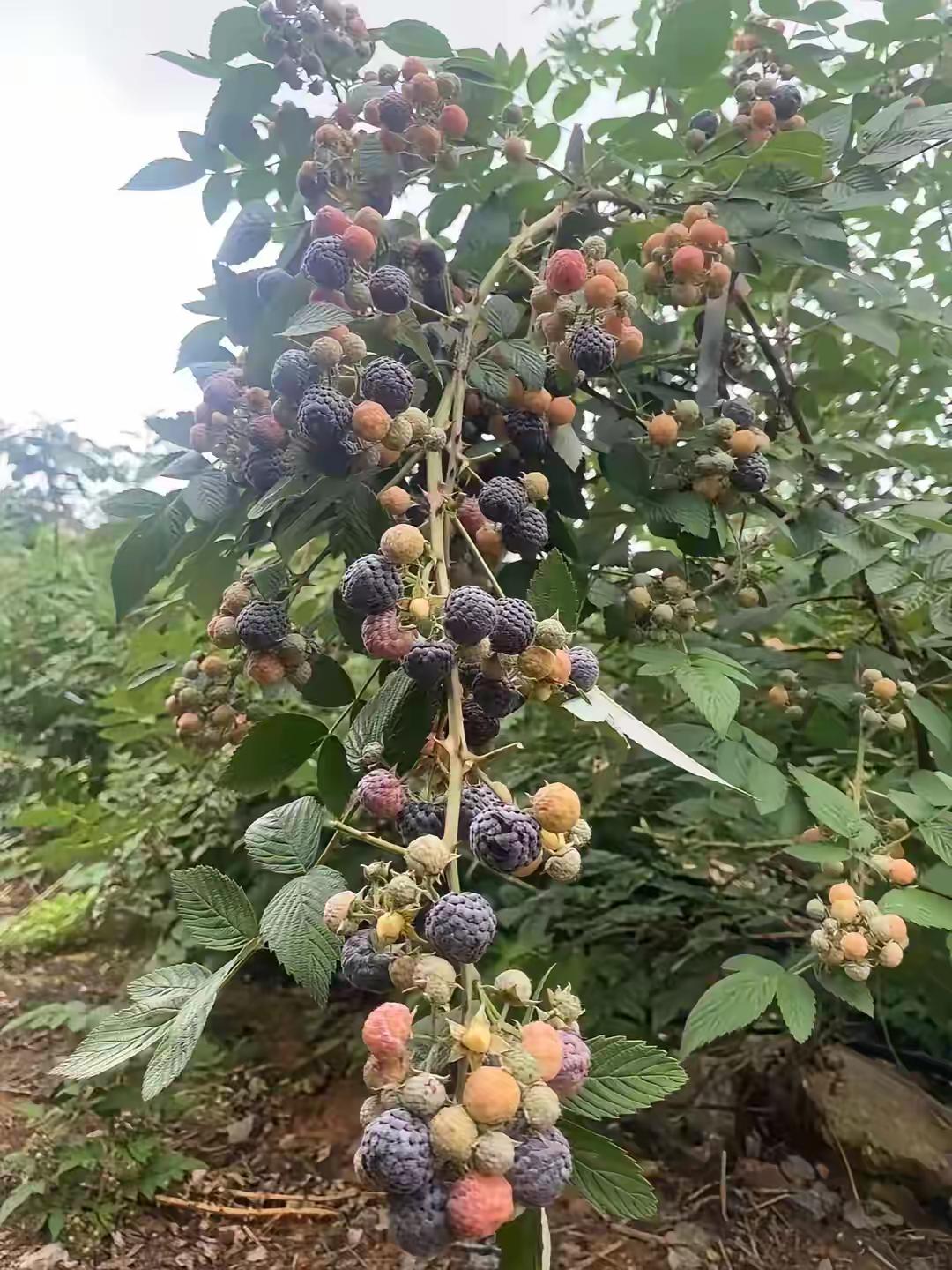 云贵川的老乡们，这个用你们家乡话怎么说，是不是只有云贵川有呢!，感觉在湖南，广西