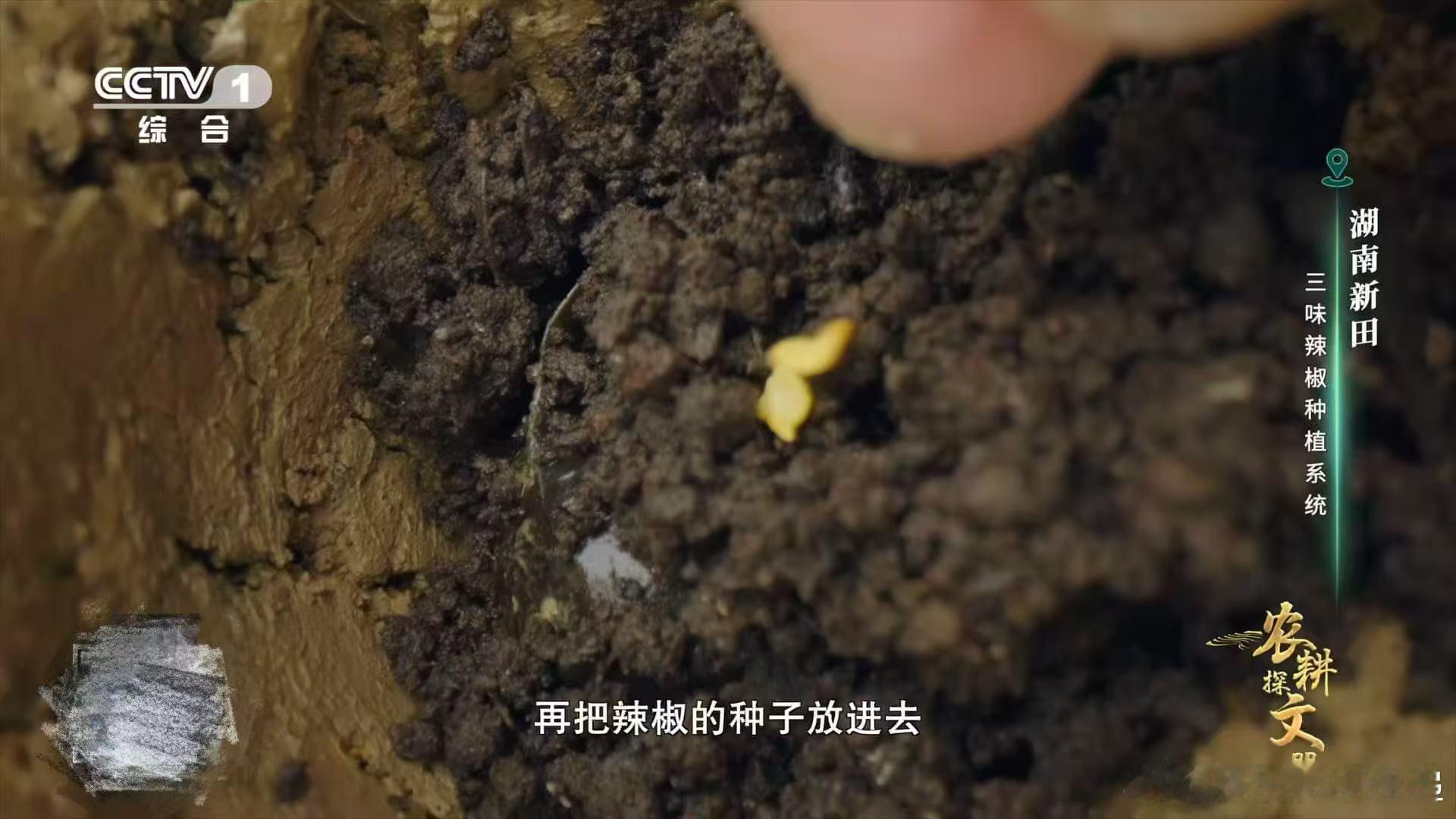 湖南人的农耕智慧，总是让人惊喜。用田螺来种辣椒，既利用了自然资源，又减少了化肥的