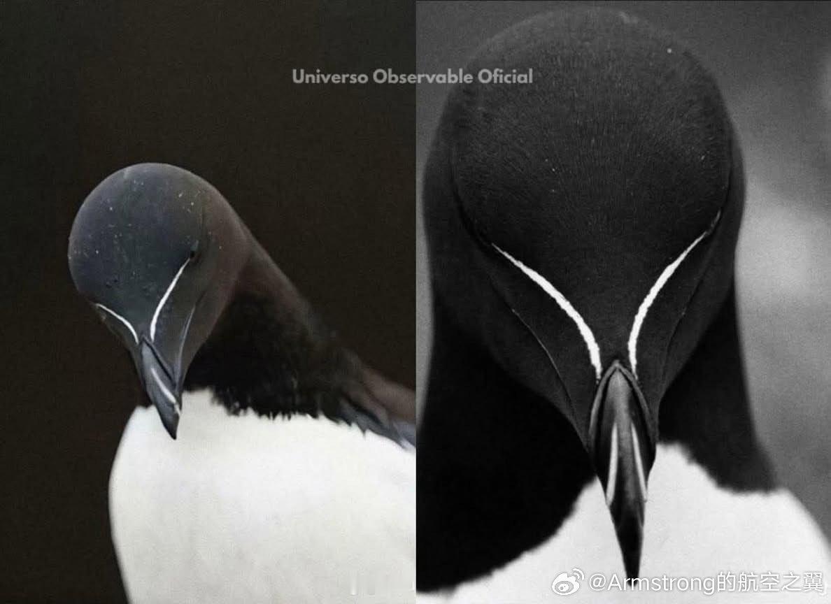 刀嘴海雀的气场