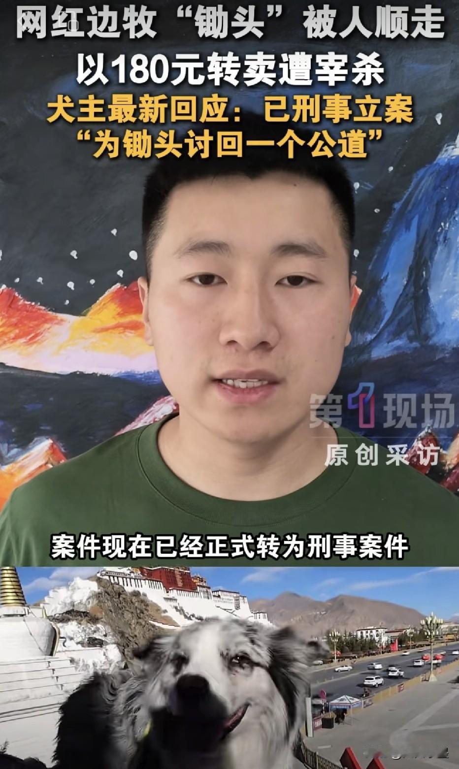 河南商丘，偷走网红边牧“锄头”的这对男女估计后悔死了！本以为自己顺走的只是一