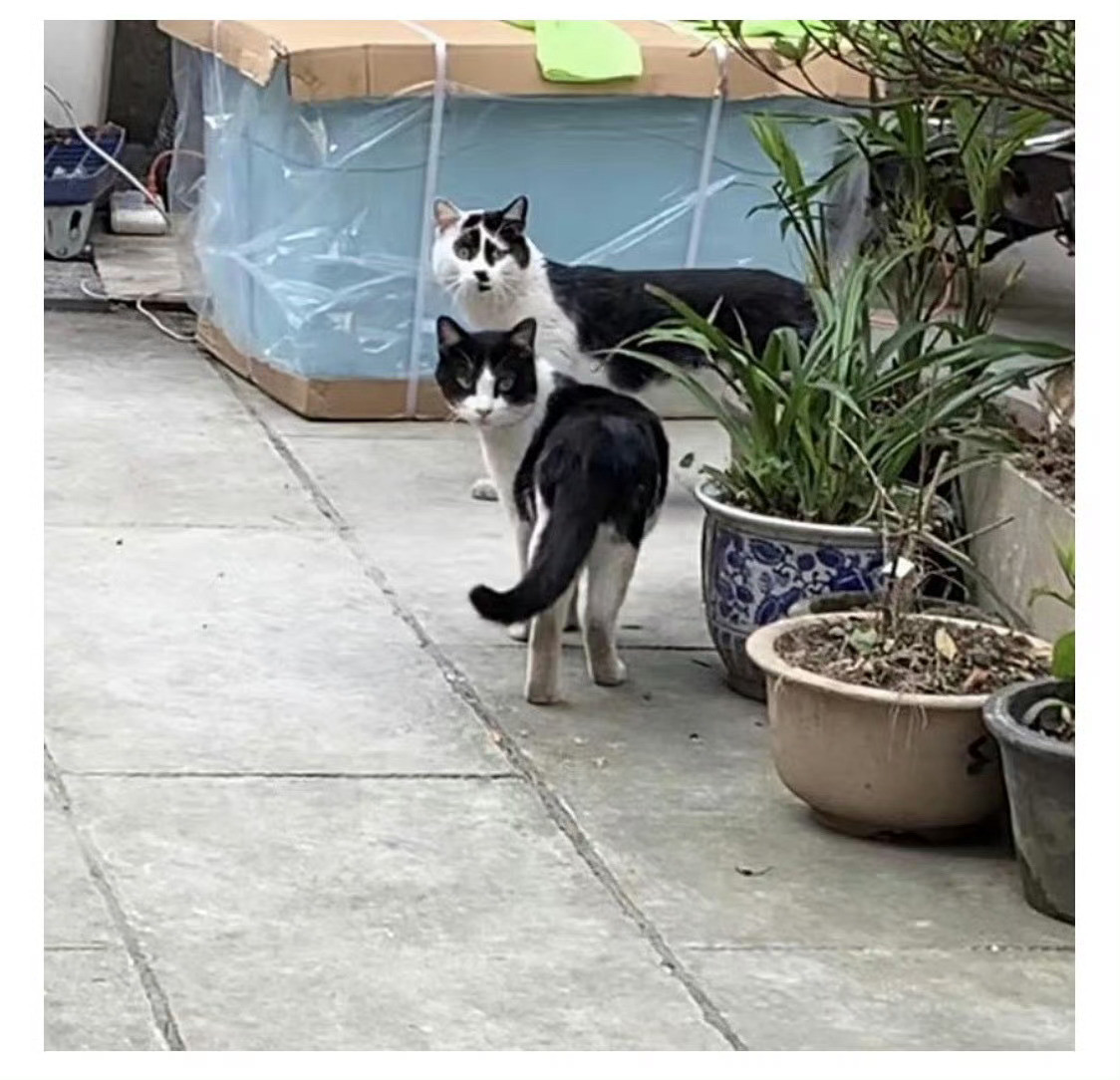 丑萌丑萌的，笑死我了，第一次在小猫脸上看到了表情包