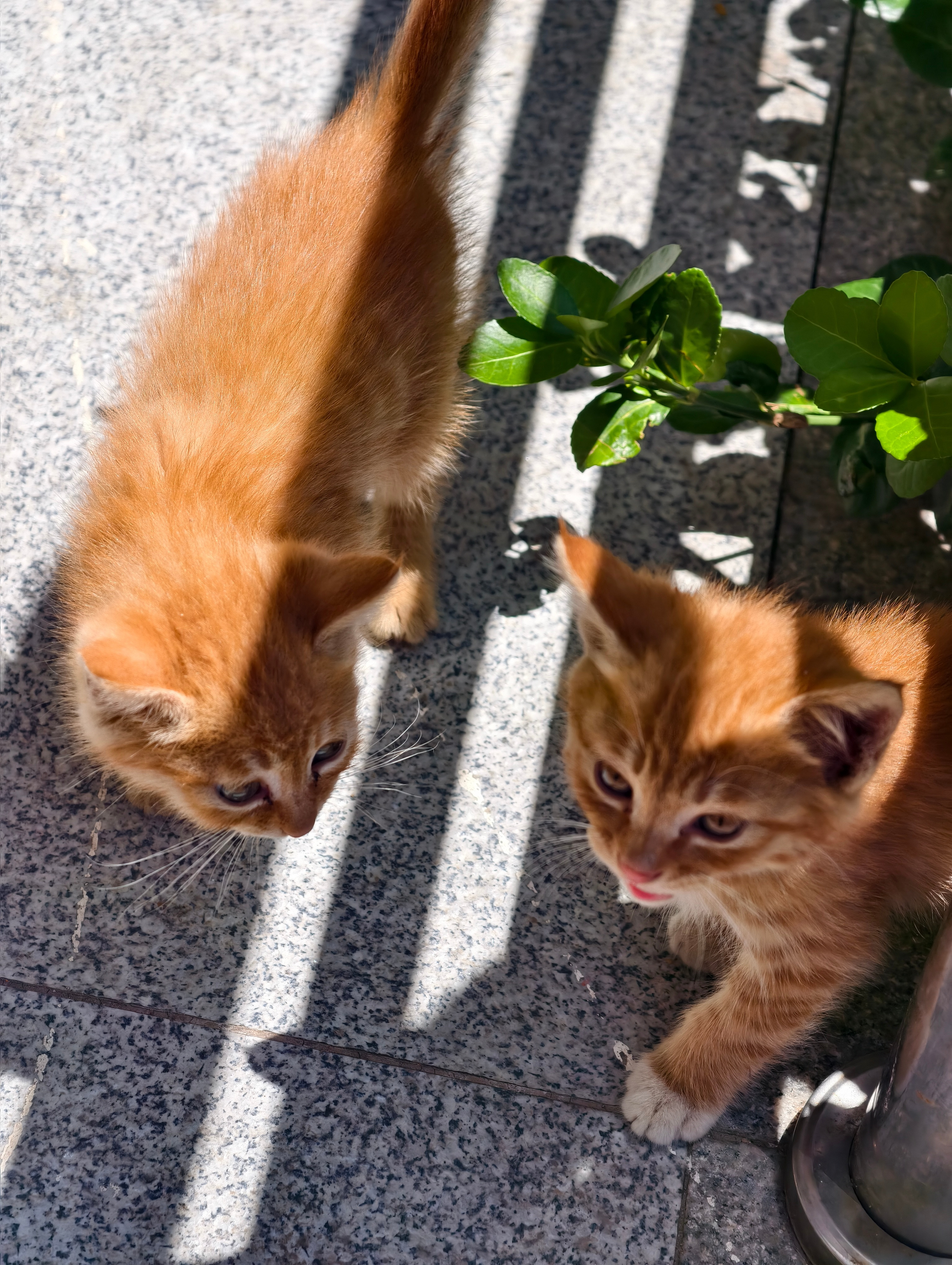 小猫咪呀