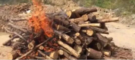 枯死的松树，实际比人还“珍贵”？中国林业局明令规定，禁止将枯死、腐坏的松树，当作