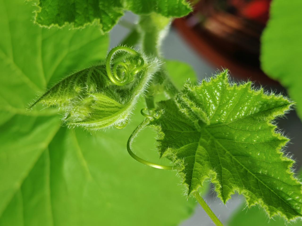 与痛风斗争的历程177早上起床，右腿膝盖就传来明显痛感，不适感格外强