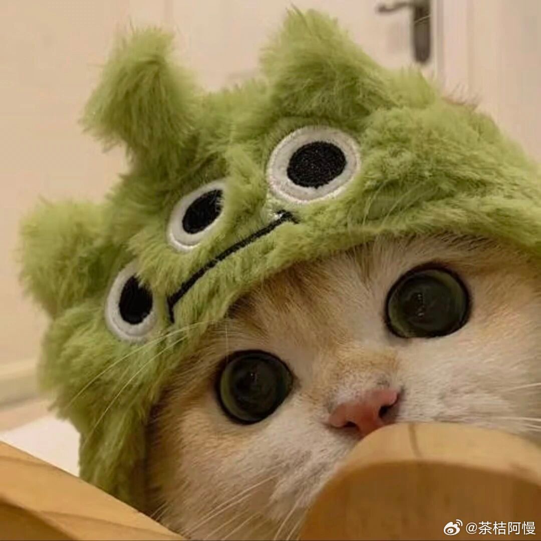 是的，今天我家的猫猫也是超级可爱！！​​​