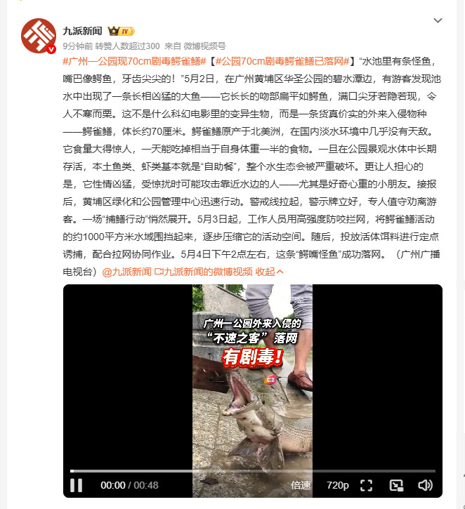 广州一公园现70cm剧毒鳄雀鳝5月2日广州黄埔区华圣公园惊现鳄雀鳝，这外来入侵