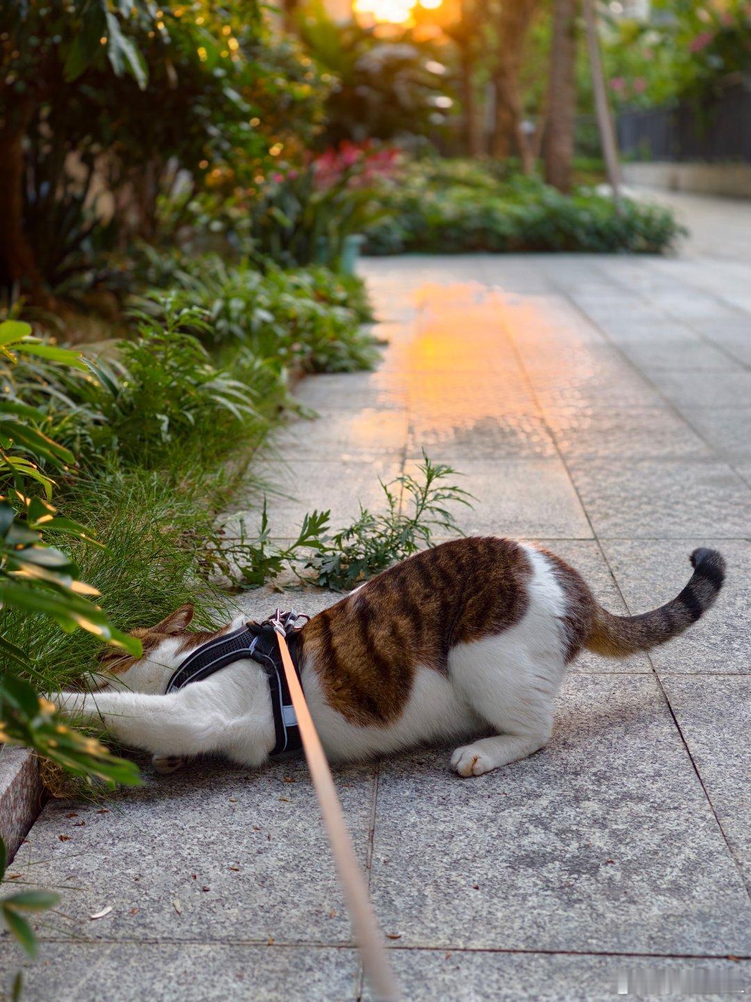 天知道它有多野～每天就知道吃和出去玩～还会自己开门和用马桶，天天往外跑～唉，这还