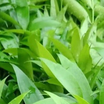 种植🍃竹柏的种植方法：1、选择土壤：竹柏对土壤的要求较为严格，通常生长在沙