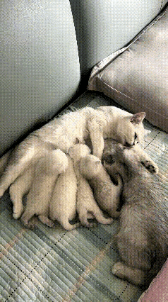 谁能拒绝这么暖心的猫咪母子情啊，看完直接心都化了😭网友家的猫妈妈刚生下第