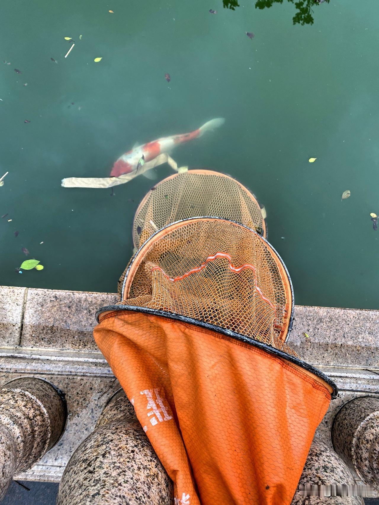 老公钓到的大鱼，下雨天还要去钓鱼，钓了半天，没有空手，钓到了一条大鱼，今天晚上要