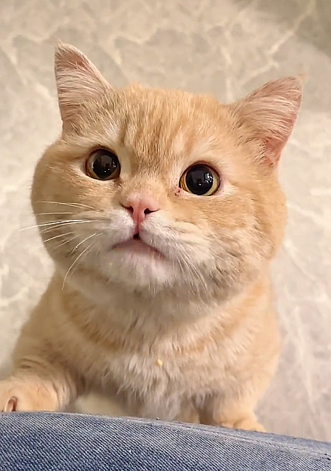 吃完了还盯着要，小馋猫就是这么来的[笑着哭]给还是不给？再吃，脸就更圆了，脖子已经