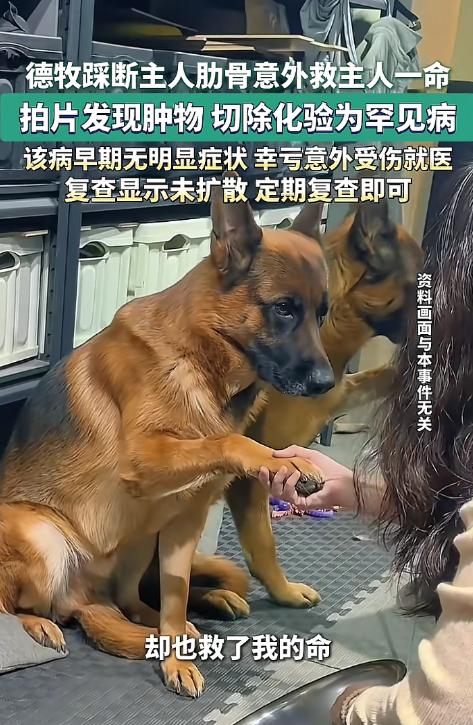 解释不清了！北京一只80斤的牧羊犬，突然跳主人身上，把她踩骨折了，谁料到医院一看
