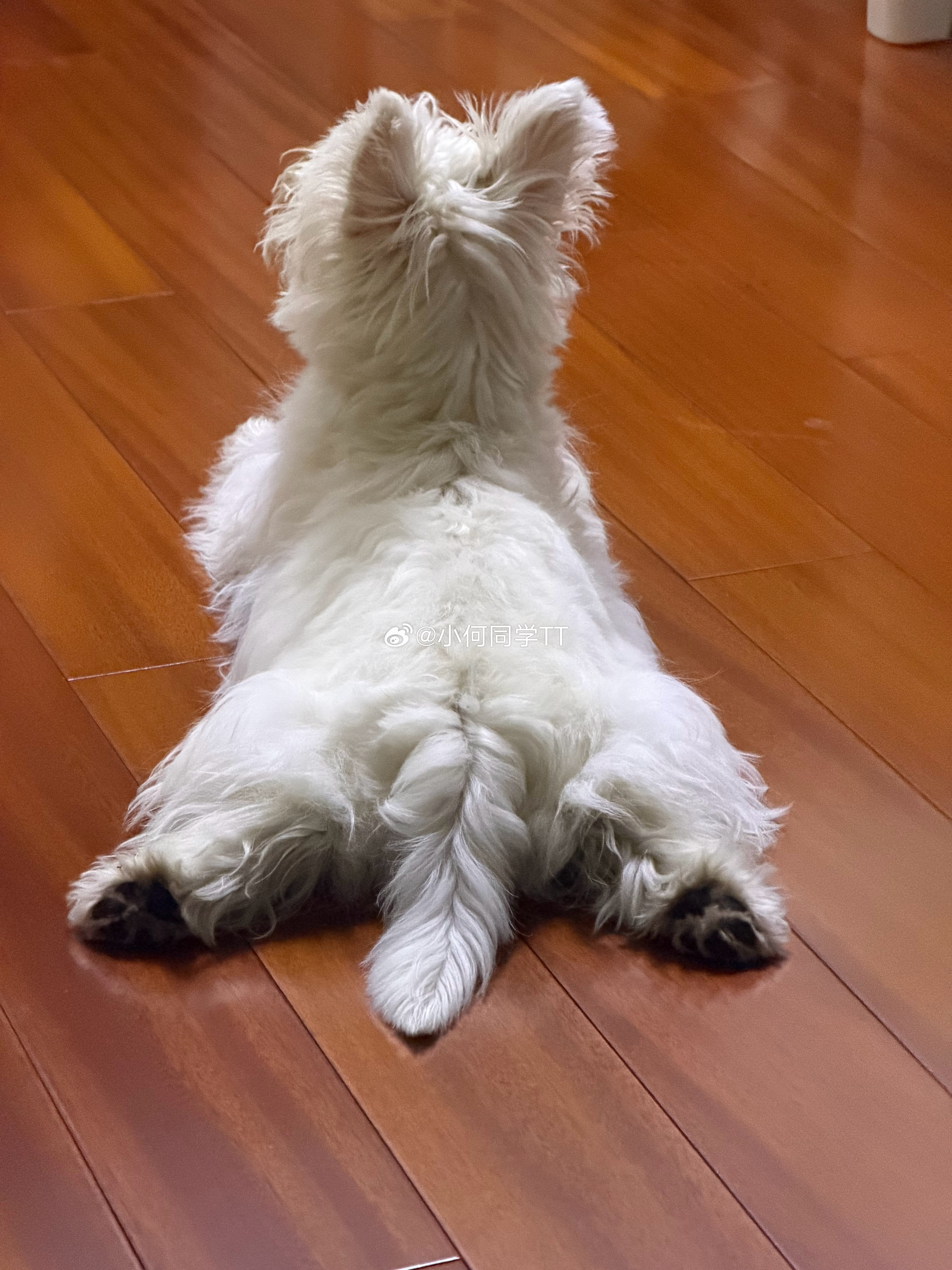 小猫咪真的超级黏人不管我在哪，只要坐下或者躺下我的腿上或者肚子上就会出现它的身影