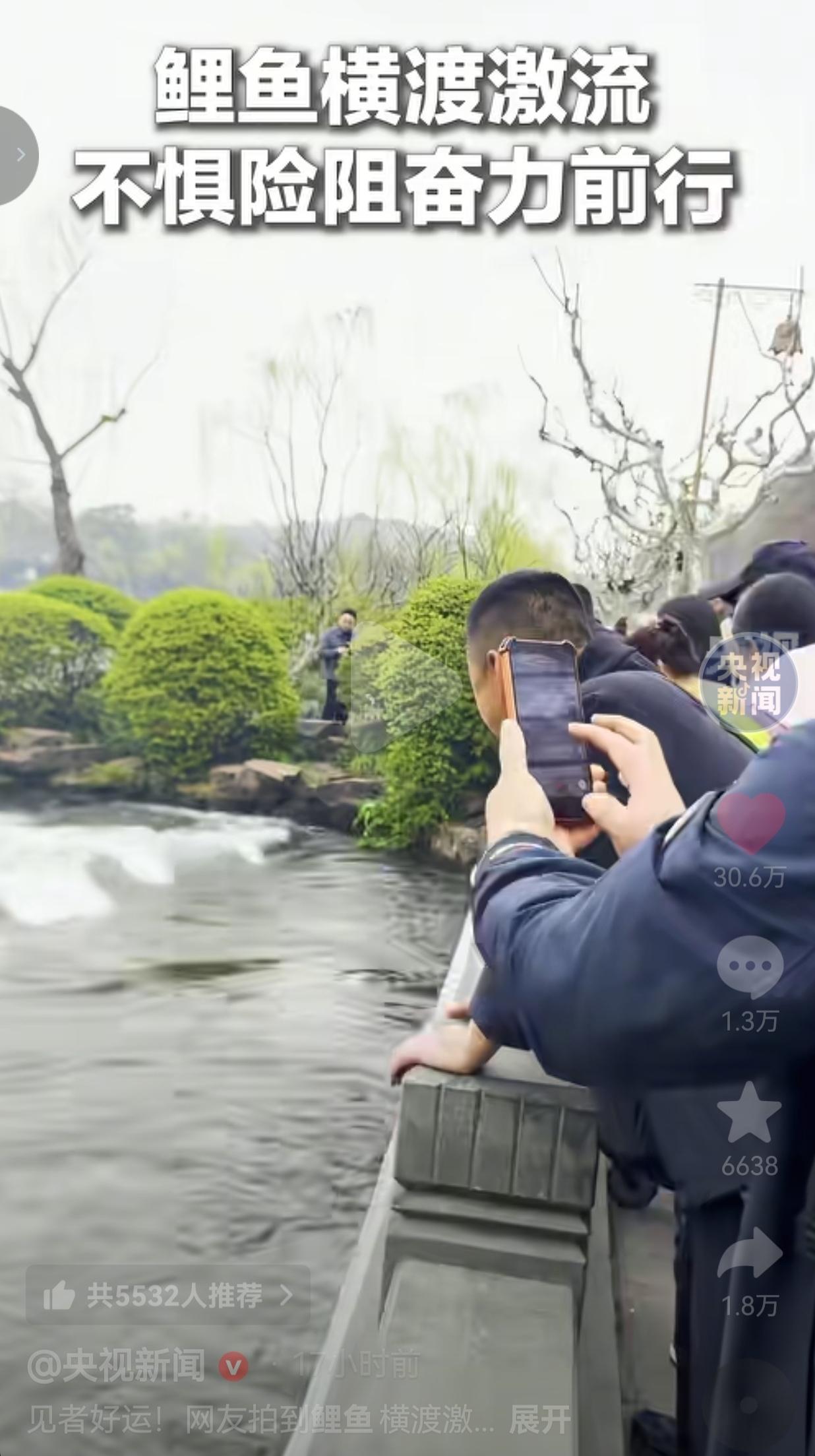 火上央视新闻了！西湖里一条鲤鱼把全网看哭了：这哪是鱼，这是正在拼命的你我啊！