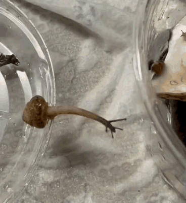 以防你没见过蜗牛是怎么跨物品移动的！