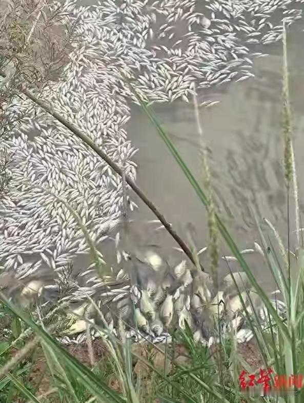 云南曲靖，甘某渔业养殖合作社的鱼塘突然被人挖开，鱼塘里的鱼大量进入河里，剩下的都