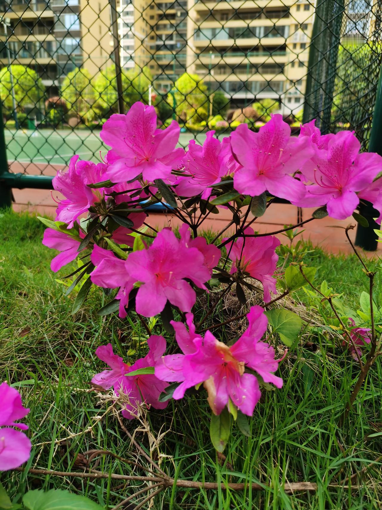 人间花不会一直开，但一直会有花开！茶花谢了，杜鹃花开得正艳！正如我们的人生，