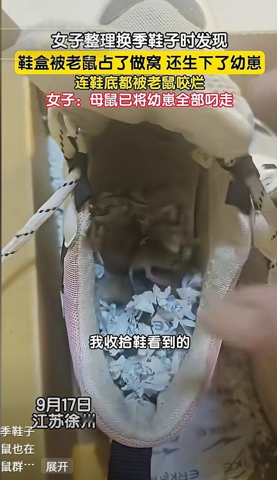太善良了！江苏徐州，女子整理鞋子时，发现鞋盒被老鼠咬烂，还在她鞋子里生崽，鞋底都