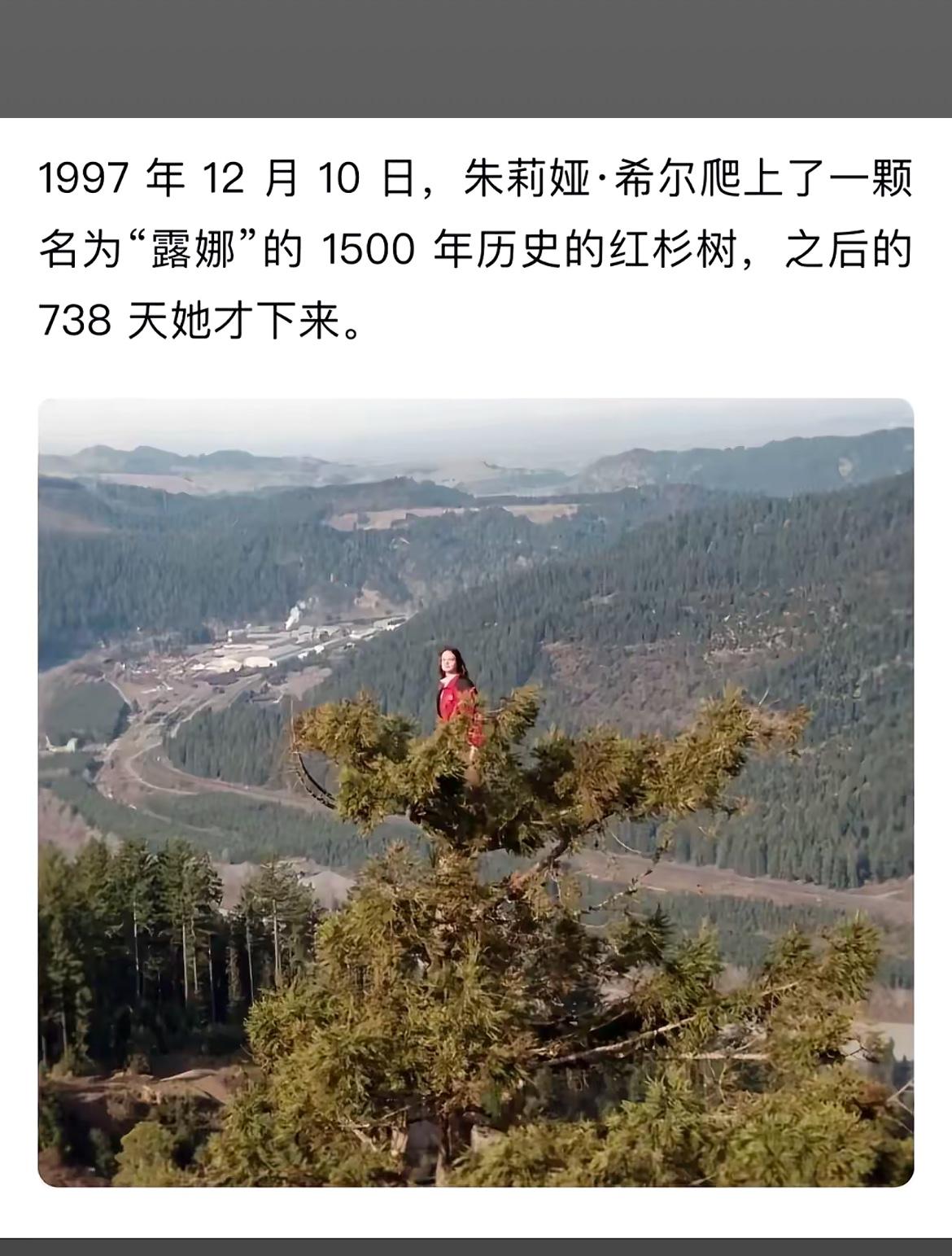 挑战1500年红杉树，勇敢的露娜之旅！