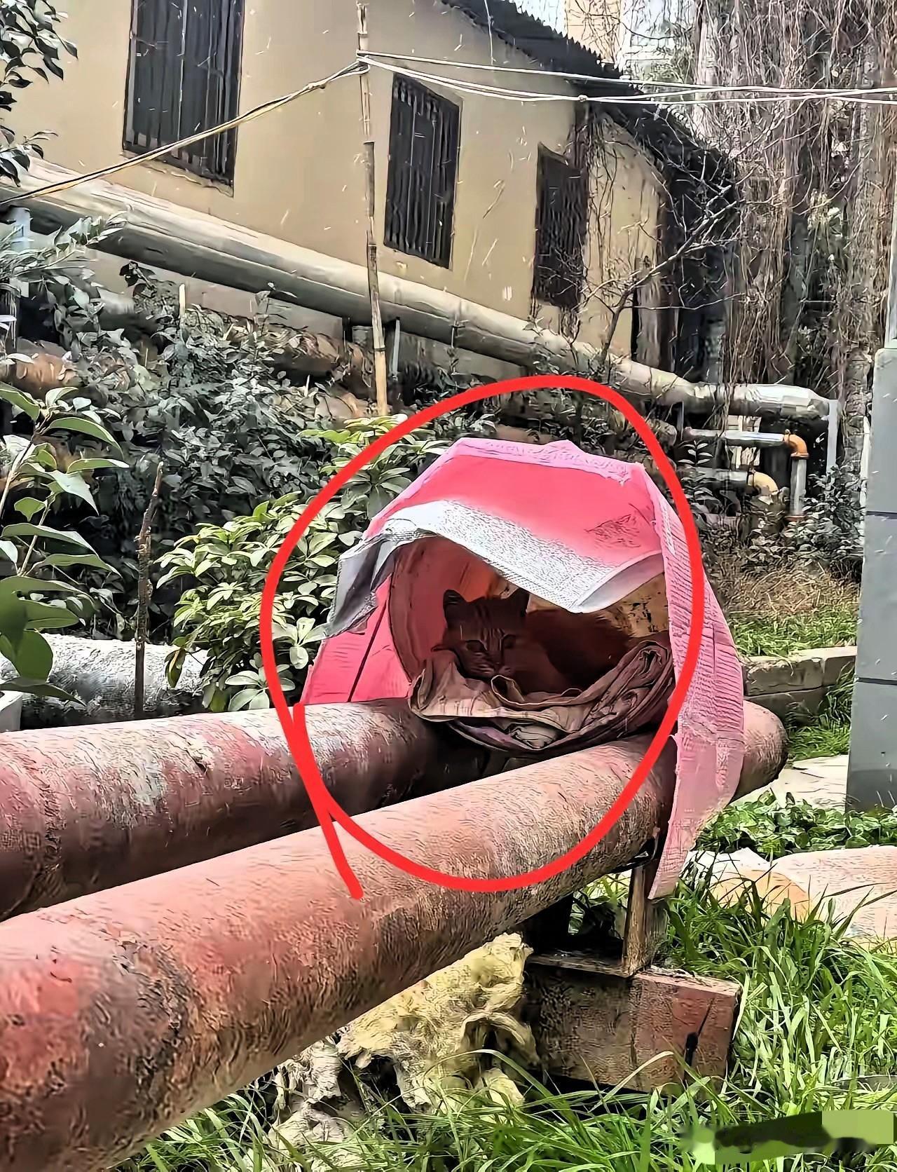 不知哪位有心人想出的招，真的太暖了！两根暖气管中间架个简易猫窝，一块防雨布遮得严