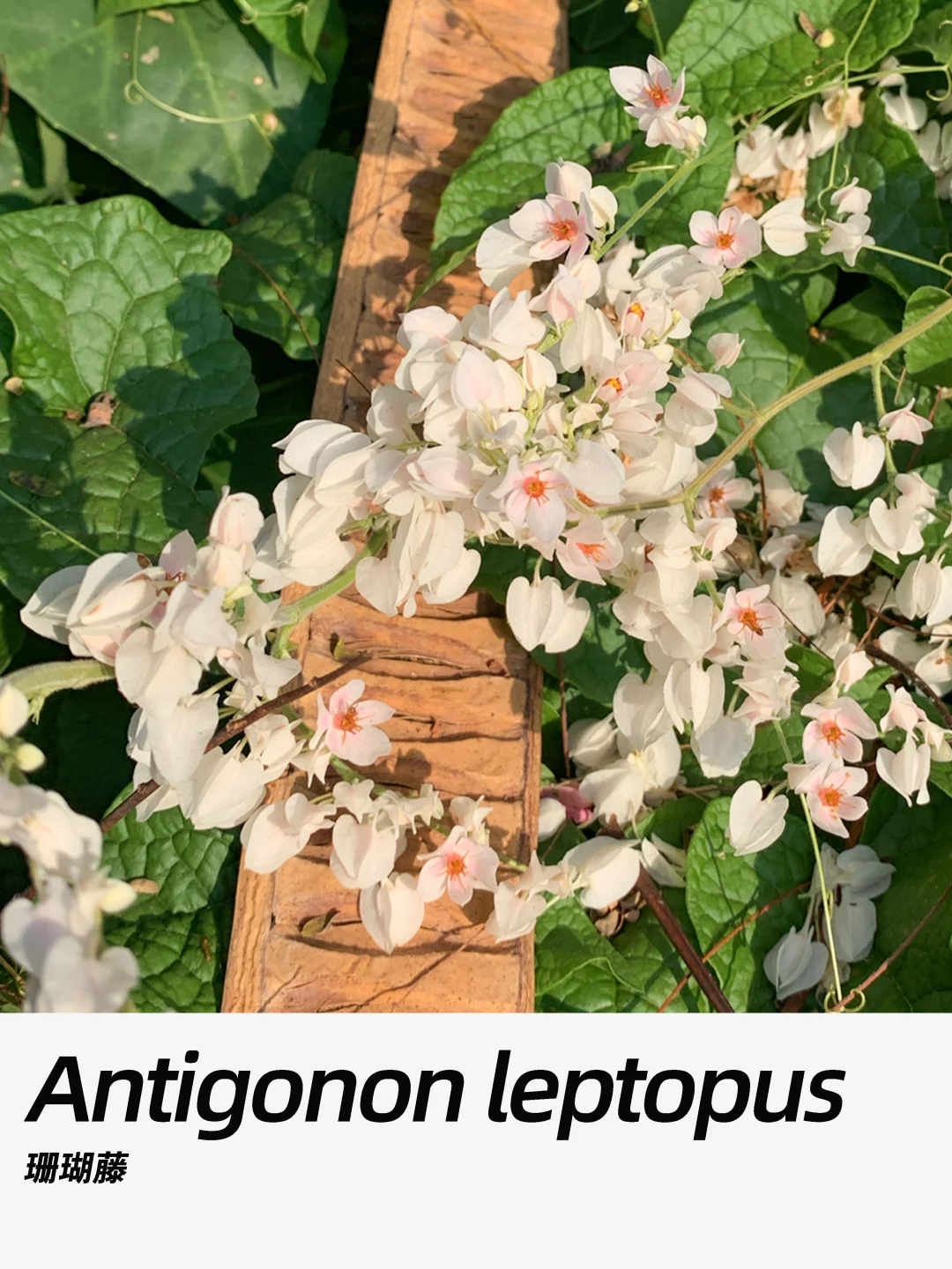 带你每天认识一种花材412｜珊瑚藤