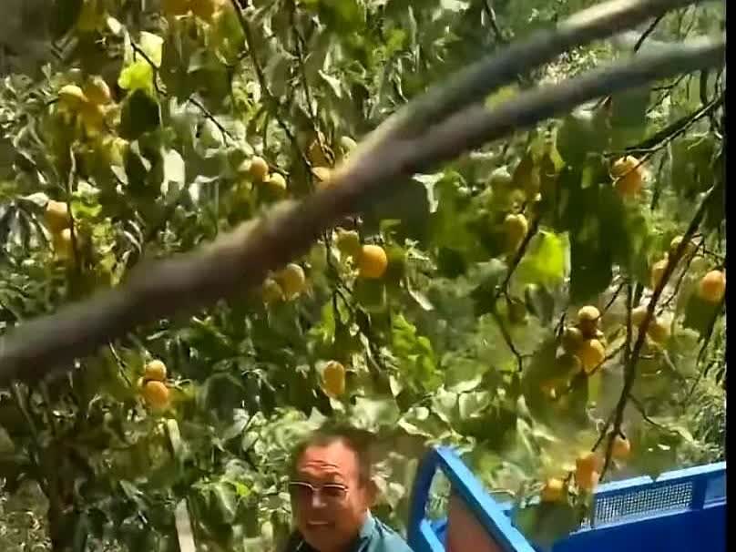 太逗了！女子在果园里偷杏子吃大叔路过也摘了一个，女子以为大叔跟她们是一伙