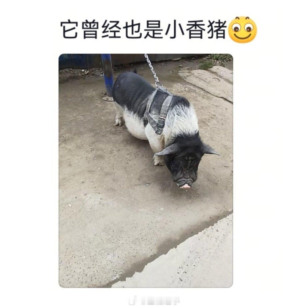 小香猪受害者联盟