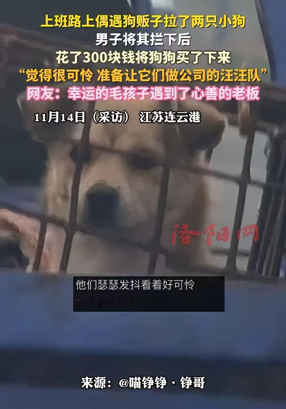 江苏连云港，一位老板开车去上班，途中看到前方一辆电三轮的铁笼子里关着两条土狗。土