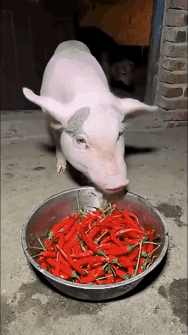这狗狗是饿极了吧？母猪吃辣椒它都凑上去抢，这下好了，纯属自讨苦吃[笑着哭]！