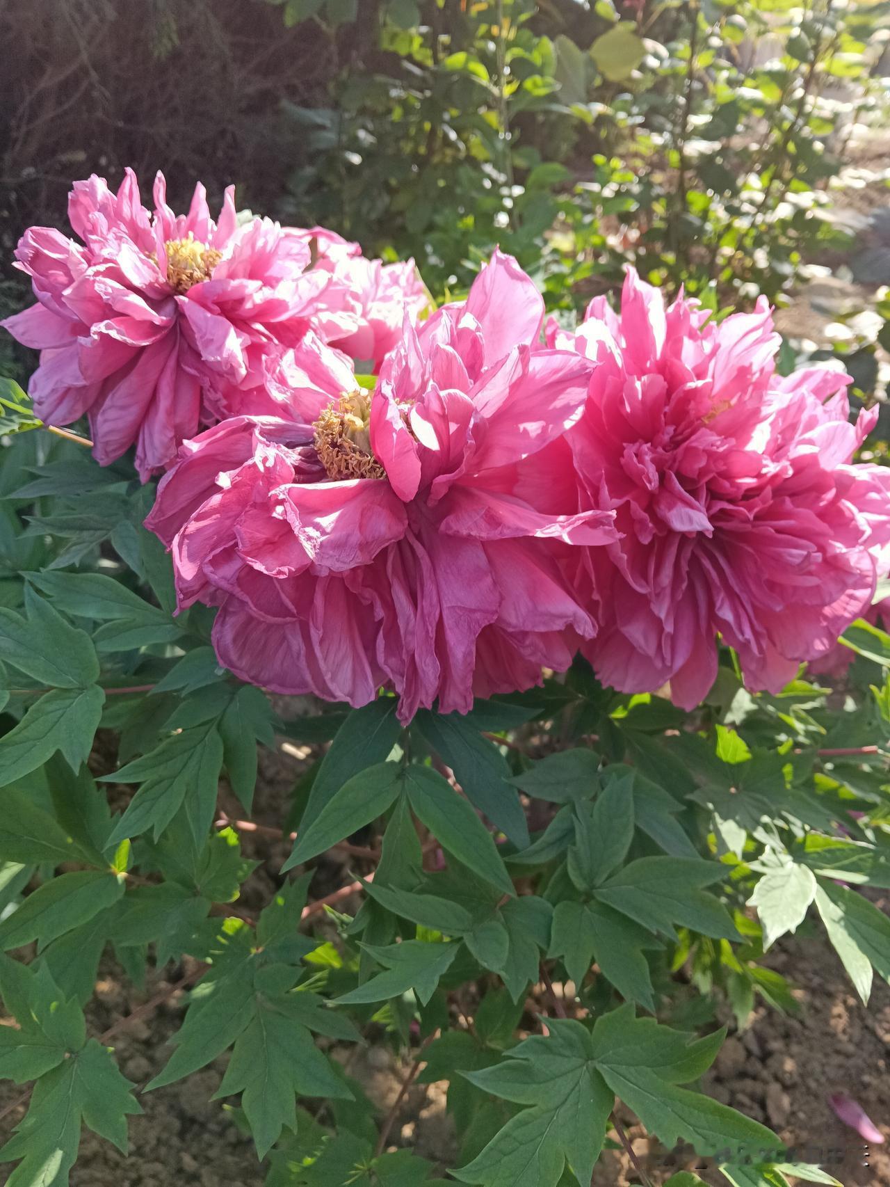 生肖男娶谁最旺家1、鼠男娶牛，最旺家2、牛男娶鸡，最旺家3、虎男娶猪，最旺