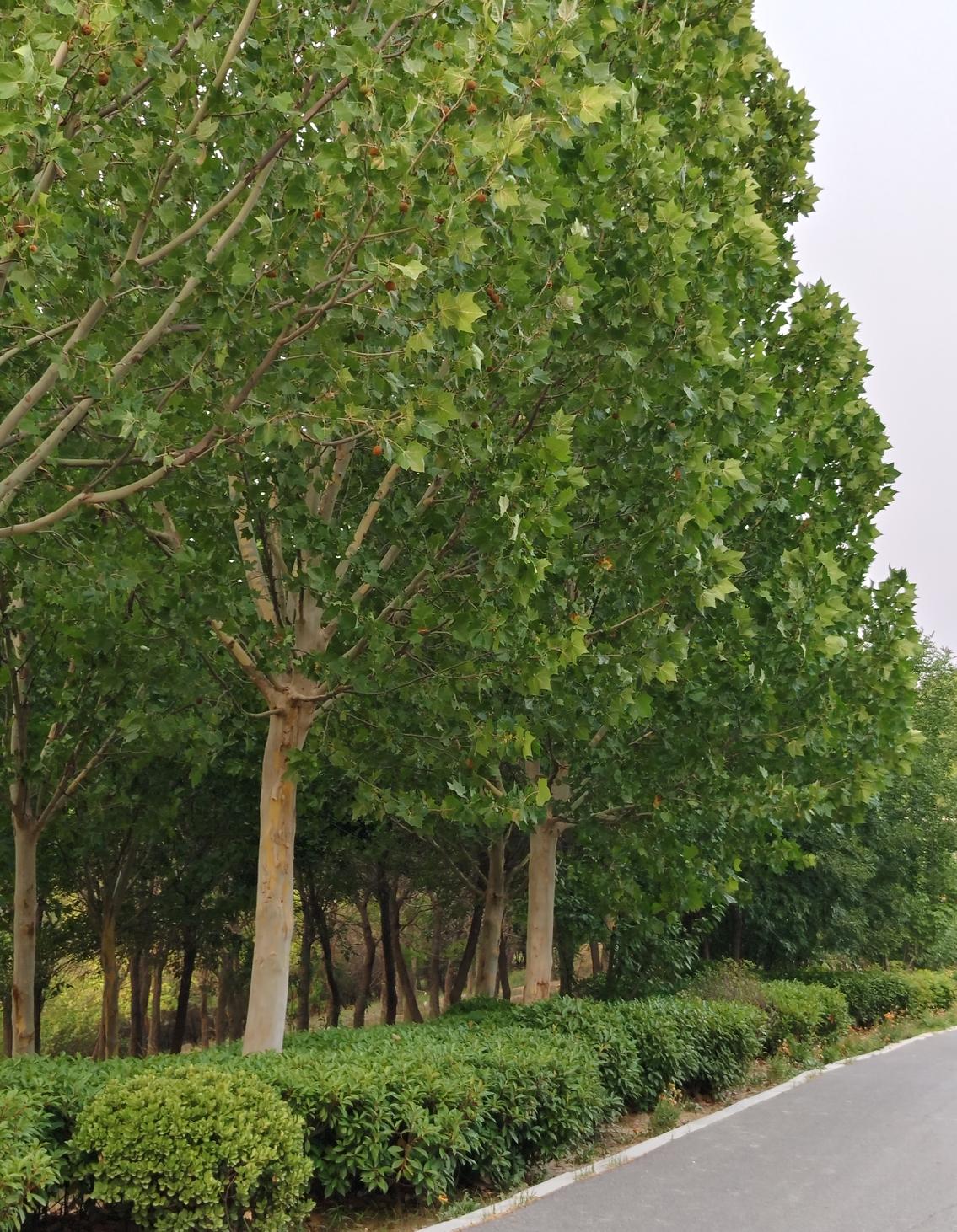 傍晚遛弯撞见这排梧桐树，好家伙，叶子密得跟小伞似的，风一吹晃悠悠的，特凉快。