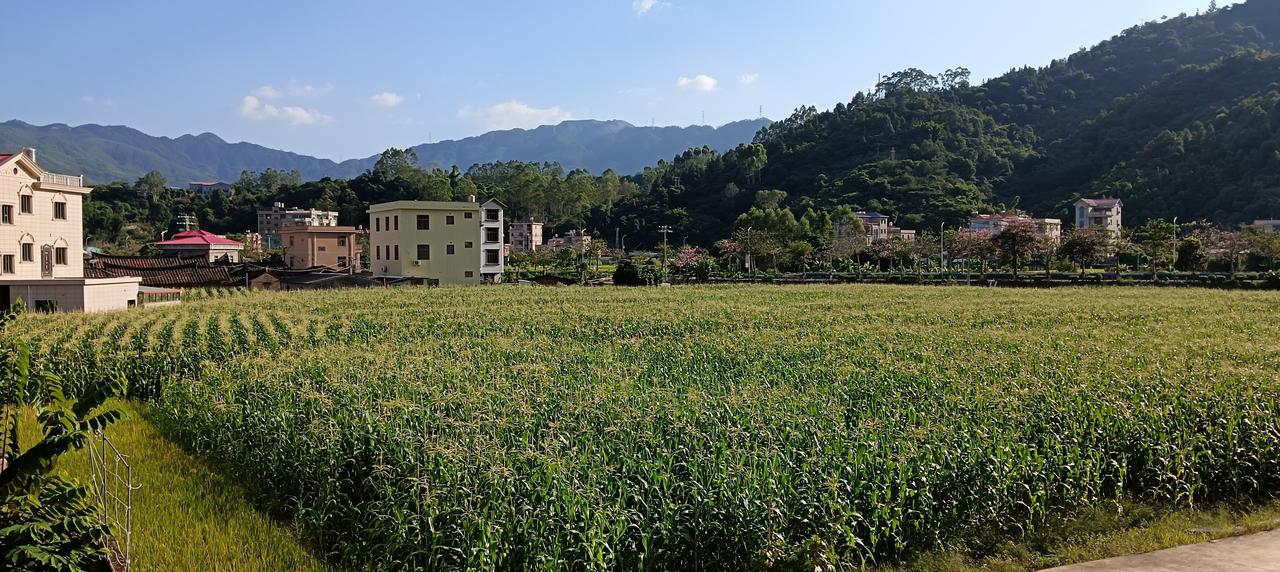 漳州市——长泰区石横村蔬菜种植基地的成片玉米长势良好，已经进入成熟期，大约会在一